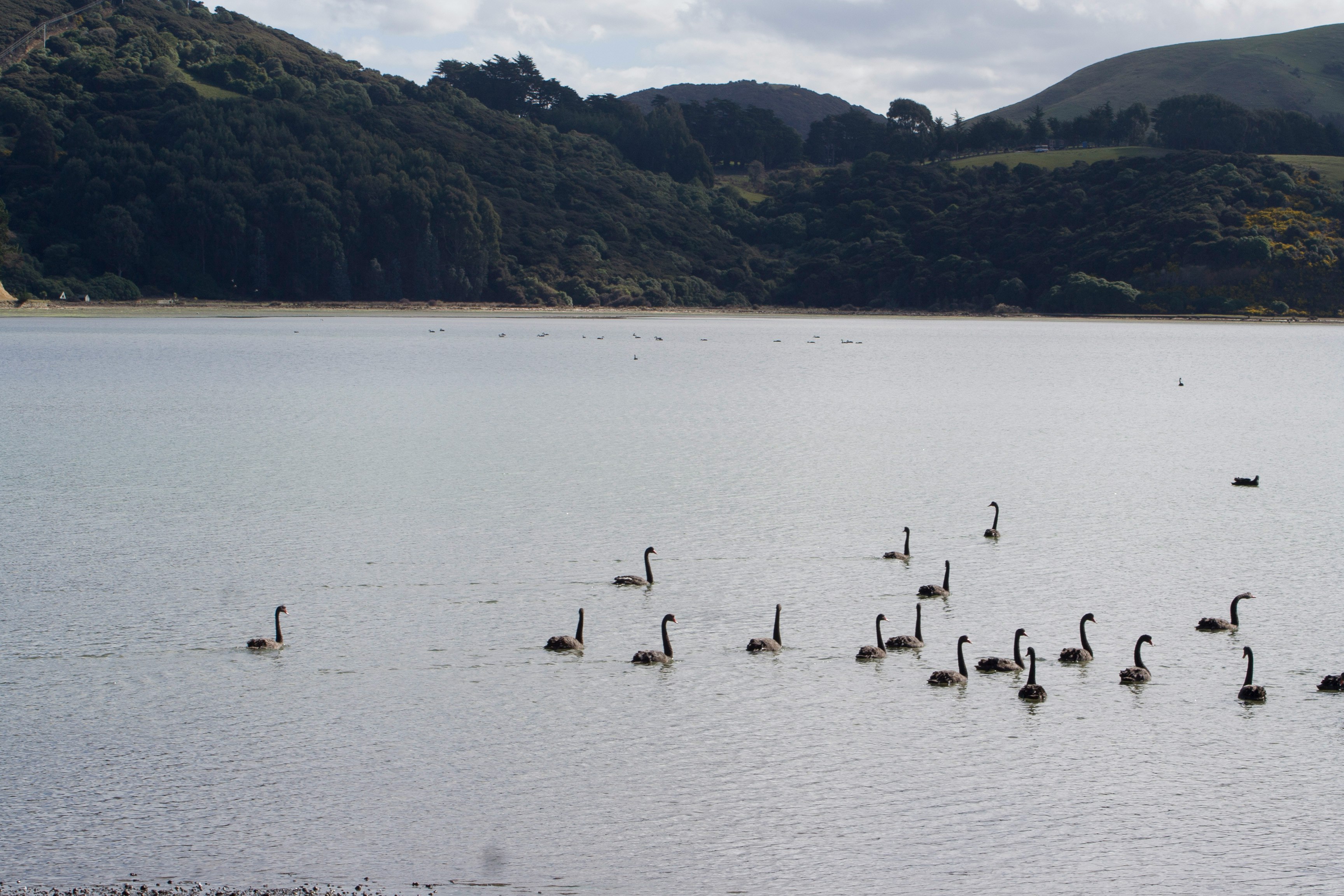 flock of geese on water during daytime